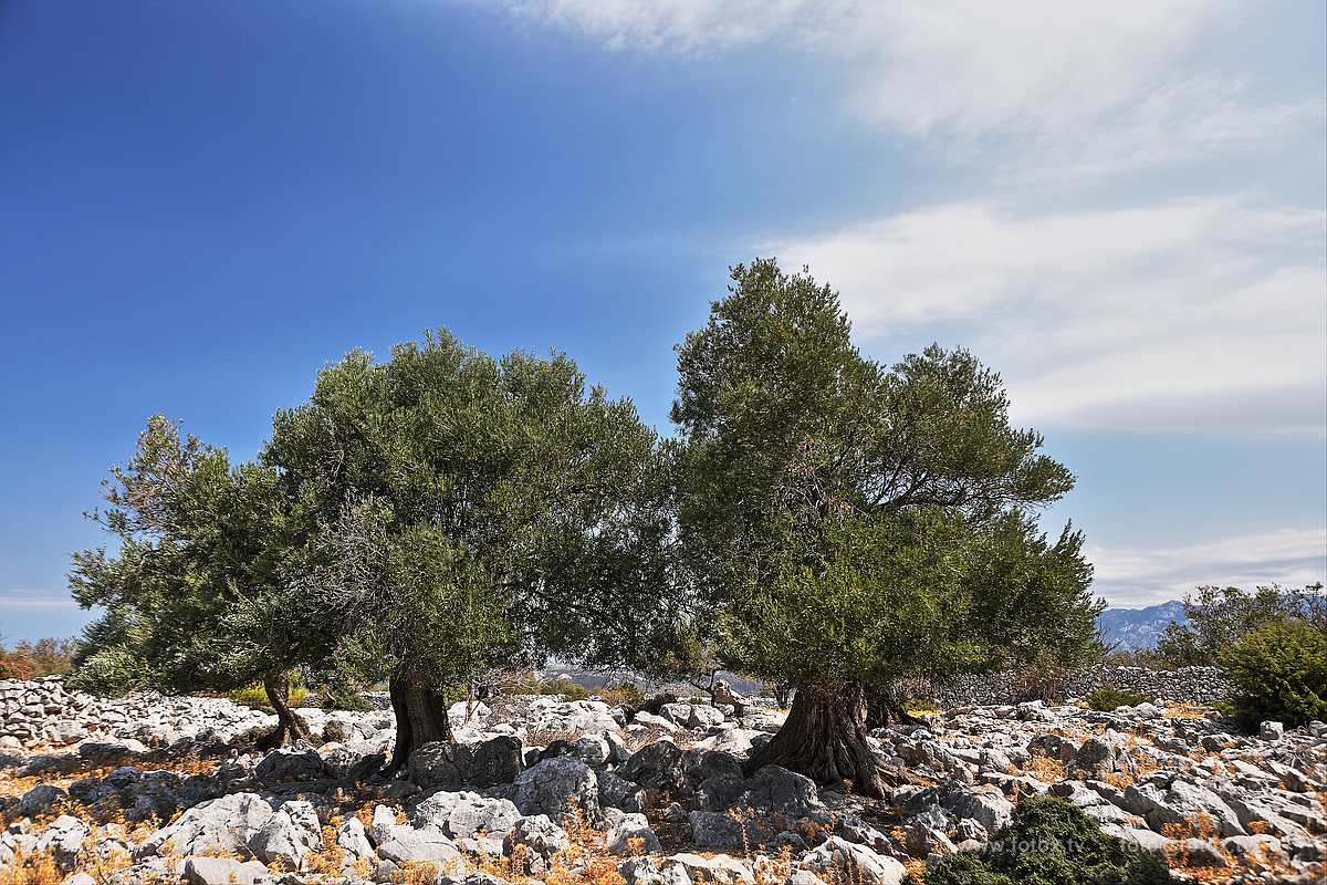 OliveTree