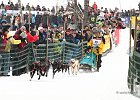 Hundeschlittenrennen in Todtmoos, 2013  -  Dog sledge racing in : Black Forest, dog sledge race, Germany, Hund, hundeschlitten, hundeschlittenrennen, musher, Schnee, schwarzwald, Todtmoos, Wiemers, Winter