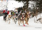 Hundeschlittenrennen in Todtmoos, 2013  -  Dog sledge racing in : Black Forest, dog sledge race, Germany, Hund, hundeschlitten, hundeschlittenrennen, musher, Schnee, schwarzwald, Todtmoos, Wiemers, Winter