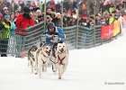 Hundeschlittenrennen in Todtmoos, 2013  -  Dog sledge racing in : Black Forest, dog sledge race, Germany, Hund, hundeschlitten, hundeschlittenrennen, musher, Schnee, schwarzwald, Todtmoos, Wiemers, Winter