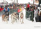 Hundeschlittenrennen in Todtmoos, 2013  -  Dog sledge racing in : Black Forest, dog sledge race, Germany, Hund, hundeschlitten, hundeschlittenrennen, musher, Schnee, schwarzwald, Todtmoos, Wiemers, Winter