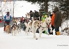 Hundeschlittenrennen in Todtmoos, 2013  -  Dog sledge racing in : Black Forest, dog sledge race, Germany, Hund, hundeschlitten, hundeschlittenrennen, musher, Schnee, schwarzwald, Todtmoos, Wiemers, Winter