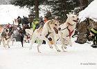 Hundeschlittenrennen in Todtmoos, 2013  -  Dog sledge racing in : Black Forest, dog sledge race, Germany, Hund, hundeschlitten, hundeschlittenrennen, musher, Schnee, schwarzwald, Todtmoos, Wiemers, Winter