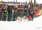 Hundeschlittenrennen in Todtmoos, 2013  -  Dog sledge racing in : Black Forest, dog sledge race, Germany, Hund, hundeschlitten, hundeschlittenrennen, musher, Schnee, schwarzwald, Todtmoos, Wiemers, Winter