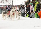 Hundeschlittenrennen in Todtmoos, 2013  -  Dog sledge racing in : Black Forest, dog sledge race, Germany, Hund, hundeschlitten, hundeschlittenrennen, musher, Schnee, schwarzwald, Todtmoos, Wiemers, Winter