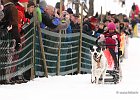 Hundeschlittenrennen in Todtmoos, 2013  -  Dog sledge racing in : Black Forest, dog sledge race, Germany, Hund, hundeschlitten, hundeschlittenrennen, musher, Schnee, schwarzwald, Todtmoos, Wiemers, Winter