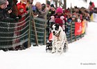 Hundeschlittenrennen in Todtmoos, 2013  -  Dog sledge racing in : Black Forest, dog sledge race, Germany, Hund, hundeschlitten, hundeschlittenrennen, musher, Schnee, schwarzwald, Todtmoos, Wiemers, Winter