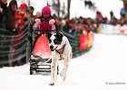 Hundeschlittenrennen in Todtmoos, 2013  -  Dog sledge racing in : Black Forest, dog sledge race, Germany, Hund, hundeschlitten, hundeschlittenrennen, musher, Schnee, schwarzwald, Todtmoos, Wiemers, Winter