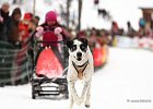 Hundeschlittenrennen in Todtmoos, 2013  -  Dog sledge racing in : Black Forest, dog sledge race, Germany, Hund, hundeschlitten, hundeschlittenrennen, musher, Schnee, schwarzwald, Todtmoos, Wiemers, Winter