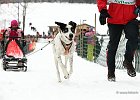 Hundeschlittenrennen in Todtmoos, 2013  -  Dog sledge racing in : Black Forest, dog sledge race, Germany, Hund, hundeschlitten, hundeschlittenrennen, musher, Schnee, schwarzwald, Todtmoos, Wiemers, Winter