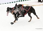 Hundeschlittenrennen in Todtmoos, 2013  -  Dog sledge racing in : Black Forest, dog sledge race, Germany, Hund, hundeschlitten, hundeschlittenrennen, musher, Schnee, schwarzwald, Todtmoos, Wiemers, Winter