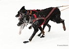 Hundeschlittenrennen in Todtmoos, 2013  -  Dog sledge racing in : Black Forest, dog sledge race, Germany, Hund, hundeschlitten, hundeschlittenrennen, musher, Schnee, schwarzwald, Todtmoos, Wiemers, Winter