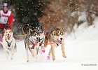 Hundeschlittenrennen in Todtmoos, 2013  -  Dog sledge racing in : Black Forest, dog sledge race, Germany, Hund, hundeschlitten, hundeschlittenrennen, musher, Schnee, schwarzwald, Todtmoos, Wiemers, Winter