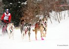 Hundeschlittenrennen in Todtmoos, 2013  -  Dog sledge racing in : Black Forest, dog sledge race, Germany, Hund, hundeschlitten, hundeschlittenrennen, musher, Schnee, schwarzwald, Todtmoos, Wiemers, Winter