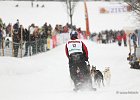 Hundeschlittenrennen in Todtmoos, 2013  -  Dog sledge racing in : Black Forest, dog sledge race, Germany, Hund, hundeschlitten, hundeschlittenrennen, musher, Schnee, schwarzwald, Todtmoos, Wiemers, Winter
