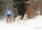 Hundeschlittenrennen in Todtmoos, 2013  -  Dog sledge racing in : Black Forest, dog sledge race, Germany, Hund, hundeschlitten, hundeschlittenrennen, musher, Schnee, schwarzwald, Todtmoos, Wiemers, Winter