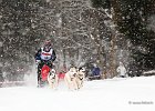 Hundeschlittenrennen in Todtmoos, 2013  -  Dog sledge racing in : Black Forest, dog sledge race, Germany, Hund, hundeschlitten, hundeschlittenrennen, musher, Schnee, schwarzwald, Todtmoos, Wiemers, Winter