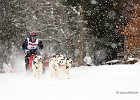 Hundeschlittenrennen in Todtmoos, 2013  -  Dog sledge racing in : Black Forest, dog sledge race, Germany, Hund, hundeschlitten, hundeschlittenrennen, musher, Schnee, schwarzwald, Todtmoos, Wiemers, Winter