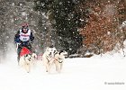 Hundeschlittenrennen in Todtmoos, 2013  -  Dog sledge racing in : Black Forest, dog sledge race, Germany, Hund, hundeschlitten, hundeschlittenrennen, musher, Schnee, schwarzwald, Todtmoos, Wiemers, Winter