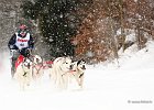 Hundeschlittenrennen in Todtmoos, 2013  -  Dog sledge racing in : Black Forest, dog sledge race, Germany, Hund, hundeschlitten, hundeschlittenrennen, musher, Schnee, schwarzwald, Todtmoos, Wiemers, Winter