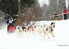 Hundeschlittenrennen in Todtmoos, 2013  -  Dog sledge racing in : Black Forest, dog sledge race, Germany, Hund, hundeschlitten, hundeschlittenrennen, musher, Schnee, schwarzwald, Todtmoos, Wiemers, Winter