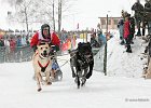 Hundeschlittenrennen in Todtmoos, 2013  -  Dog sledge racing in : Black Forest, dog sledge race, Germany, Hund, hundeschlitten, hundeschlittenrennen, musher, Schnee, schwarzwald, Todtmoos, Wiemers, Winter