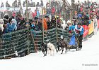 Hundeschlittenrennen in Todtmoos, 2013  -  Dog sledge racing in : Black Forest, dog sledge race, Germany, Hund, hundeschlitten, hundeschlittenrennen, musher, Schnee, schwarzwald, Todtmoos, Wiemers, Winter