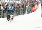 Hundeschlittenrennen in Todtmoos, 2013  -  Dog sledge racing in : Black Forest, dog sledge race, Germany, Hund, hundeschlitten, hundeschlittenrennen, musher, Schnee, schwarzwald, Todtmoos, Wiemers, Winter