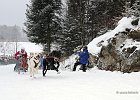 Hundeschlittenrennen in Todtmoos, 2013  -  Dog sledge racing in : Black Forest, dog sledge race, Germany, Hund, hundeschlitten, hundeschlittenrennen, musher, Schnee, schwarzwald, Todtmoos, Wiemers, Winter