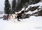 Hundeschlittenrennen in Todtmoos, 2013  -  Dog sledge racing in : Black Forest, dog sledge race, Germany, Hund, hundeschlitten, hundeschlittenrennen, musher, Schnee, schwarzwald, Todtmoos, Wiemers, Winter
