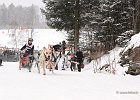Hundeschlittenrennen in Todtmoos, 2013  -  Dog sledge racing in : Black Forest, dog sledge race, Germany, Hund, hundeschlitten, hundeschlittenrennen, musher, Schnee, schwarzwald, Todtmoos, Wiemers, Winter