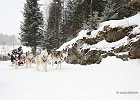 Hundeschlittenrennen in Todtmoos, 2013  -  Dog sledge racing in : Black Forest, dog sledge race, Germany, Hund, hundeschlitten, hundeschlittenrennen, musher, Schnee, schwarzwald, Todtmoos, Wiemers, Winter