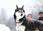 Hundeschlittenrennen in Todtmoos, 2013  -  Dog sledge racing in : Black Forest, dog sledge race, Germany, Hund, hundeschlitten, hundeschlittenrennen, musher, Schnee, schwarzwald, Todtmoos, Wiemers, Winter