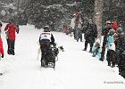 Hundeschlittenrennen in Todtmoos, 2013  -  Dog sledge racing in : Black Forest, dog sledge race, Germany, Hund, hundeschlitten, hundeschlittenrennen, musher, Schnee, schwarzwald, Todtmoos, Wiemers, Winter