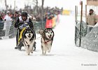 Hundeschlittenrennen in Todtmoos, 2013  -  Dog sledge racing in : Black Forest, dog sledge race, Germany, Hund, hundeschlitten, hundeschlittenrennen, musher, Schnee, schwarzwald, Todtmoos, Wiemers, Winter