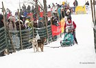 Hundeschlittenrennen in Todtmoos, 2013  -  Dog sledge racing in : Black Forest, dog sledge race, Germany, Hund, hundeschlitten, hundeschlittenrennen, musher, Schnee, schwarzwald, Todtmoos, Wiemers, Winter