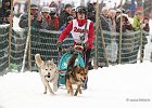 Hundeschlittenrennen in Todtmoos, 2013  -  Dog sledge racing in : Black Forest, dog sledge race, Germany, Hund, hundeschlitten, hundeschlittenrennen, musher, Schnee, schwarzwald, Todtmoos, Wiemers, Winter