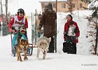 Hundeschlittenrennen in Todtmoos, 2013  -  Dog sledge racing in : Black Forest, dog sledge race, Germany, Hund, hundeschlitten, hundeschlittenrennen, musher, Schnee, schwarzwald, Todtmoos, Wiemers, Winter