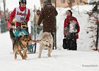 Hundeschlittenrennen in Todtmoos, 2013  -  Dog sledge racing in : Black Forest, dog sledge race, Germany, Hund, hundeschlitten, hundeschlittenrennen, musher, Schnee, schwarzwald, Todtmoos, Wiemers, Winter