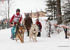 Hundeschlittenrennen in Todtmoos, 2013  -  Dog sledge racing in : Black Forest, dog sledge race, Germany, Hund, hundeschlitten, hundeschlittenrennen, musher, Schnee, schwarzwald, Todtmoos, Wiemers, Winter