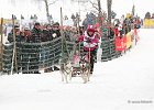 Hundeschlittenrennen in Todtmoos, 2013  -  Dog sledge racing in : Black Forest, dog sledge race, Germany, Hund, hundeschlitten, hundeschlittenrennen, musher, Schnee, schwarzwald, Todtmoos, Wiemers, Winter