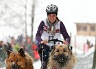 Hundeschlittenrennen in Todtmoos, 2013  -  Dog sledge racing in : Black Forest, dog sledge race, Germany, Hund, hundeschlitten, hundeschlittenrennen, musher, Schnee, schwarzwald, Todtmoos, Wiemers, Winter