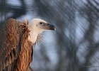 20130119 KJW 100 3008 b 1500x1000 : Bird, Seminar, Stuttgart, Tier, Vulture, Wilhelma, Zoo